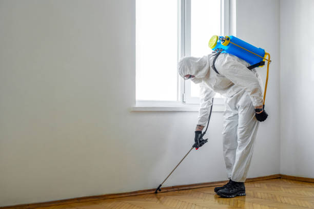 Wasp Removal Services in Lacey, WA