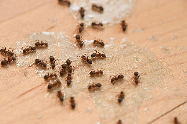  Lacey, WA Pest Control Pros