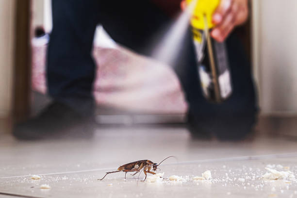Best Termite Control Services  in Lacey, WA