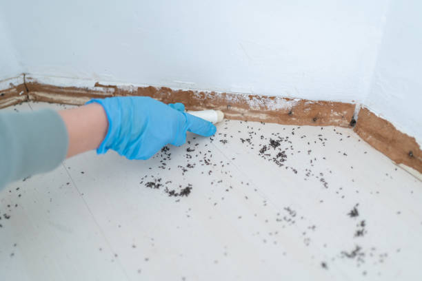 Best Affordable Pest Control Services  in Lacey, WA